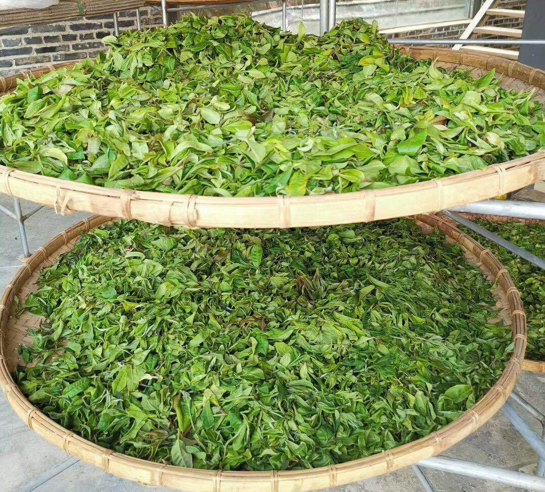 匠心傳承 普洱茶制作工藝對茶葉品質(zhì)的深刻影響